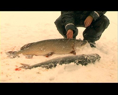 Сибирская рыбалка - огромная щука