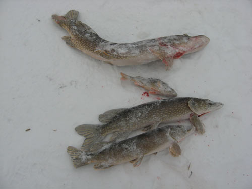 Ловля щуки зимой на жерлицы - Сибирская рыбалка
