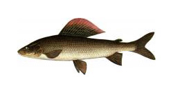 Хариус (Thymallus thymallus) - Рыбы Сибири