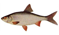 Плотва (чебак) - Рыбы Сибири