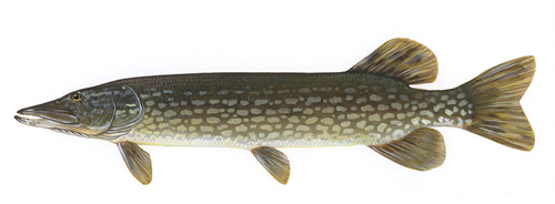 Щука (Esox lucius) - рыбы Сибири