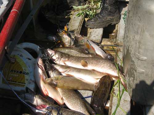 Ловля щуки в речных протоках - Сибирская рыбалка