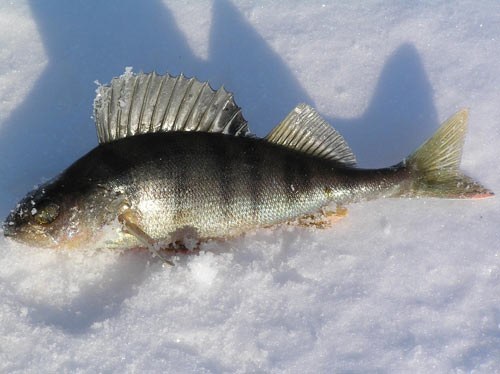Окунь - зимняя рыбалка