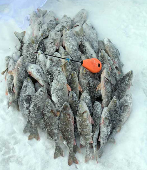 Успешная зимняя рыбалка