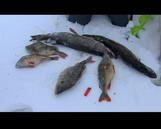 Особенности сибирской зимней рыбалки