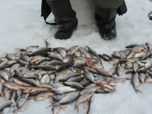 Ловля плотвы в Сибири - Сибирская рыбалка - отчет о рыбалке