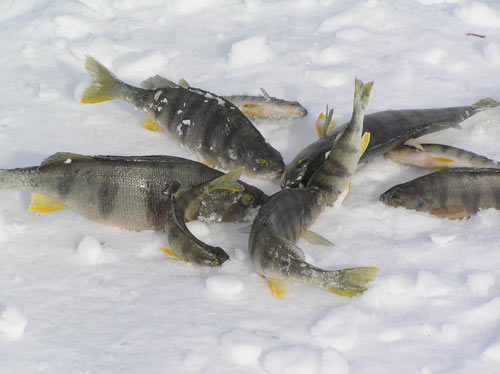 Зимняя трудовая рыбалка - предпоследний лед