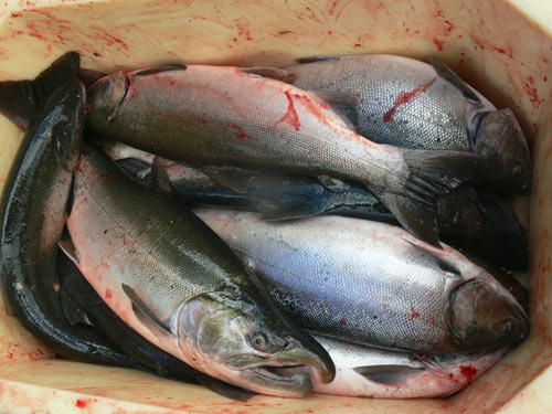 Кижуч - рыбалка на Камчатке