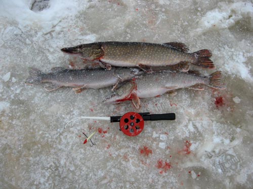 Зимняя рыбалка - ловля щуки