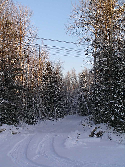 Зимний лес в Сибири