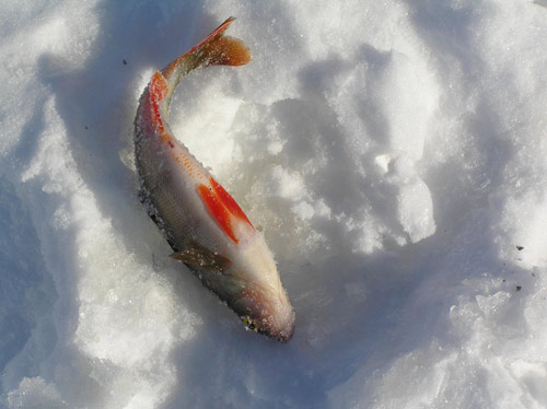 Ловля окуня зимой - отчеты о рыбалке