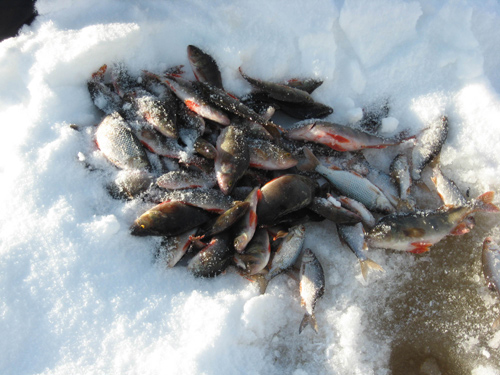Проводы зимы - отчет о рыбалке