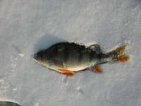 Фото - Зимняя рыбалка в Сибири - рыбалка на реке Яя