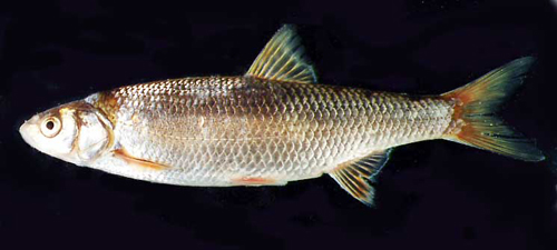 Елец - рыбы Сибири - Сибирская рыбалка