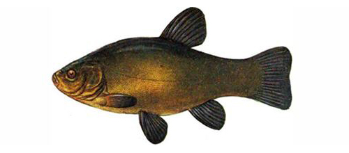 Линь (Tinca Tinca) - рыбы Сибири
