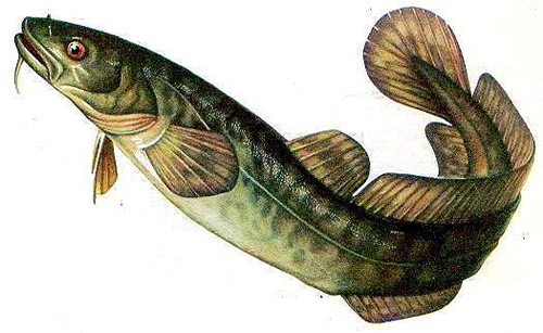 Налим (лат. Lota lota) - Рыбы Сибири