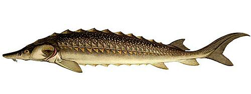 Осётр (лат. Acipenser) - рыбы Сибири