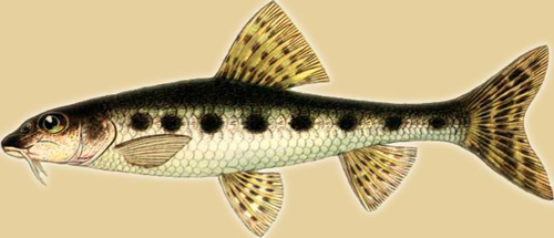 Рыбы Сибири - Пескарь (Gobio gobio)