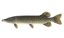 Щука (Esox lucius) - Рыбы Сибири