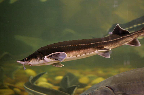 Стерлядь (Acipenser ruthenus) - Рыбы Сибири