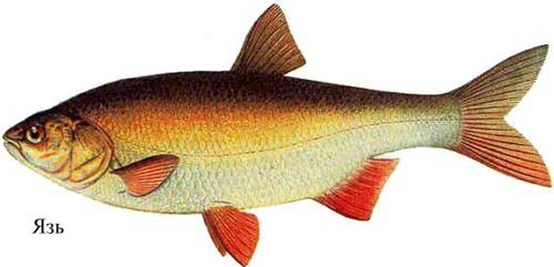 Язь - Рыбы Сибири - Сибирская рыбалка