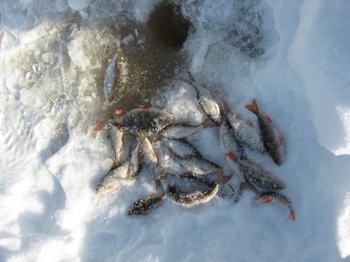 Ловля плтвы (чебака) зимой - Сибирская рыбалка