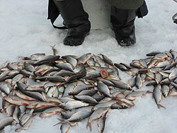 Прорва плотвы отчет о рыбалке