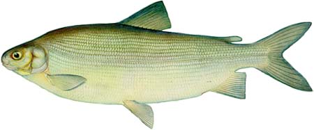Чир (Coregonus nasus) - рыбы Сибири