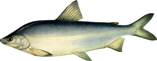 Муксун (Coregonus muksun) - рыбы Сибири - Сибирская рыбалка