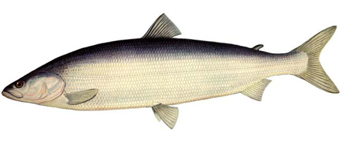 Нельма (Stenodus leucichthys nelma)  - рыбы Сибири