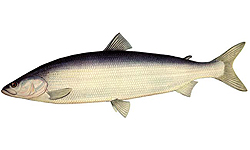Нельма - рыбы Сибири