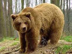 Действия при встрече с медведем, нападении медведя